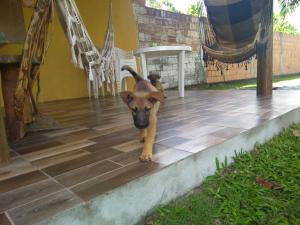 a small brown dog standing on a patio at Acampamento Dos Frangos in Itabuna