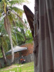 a view of a palm tree from a window at Acampamento Dos Frangos in Itabuna