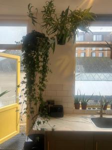 a kitchen with plants on the wall and a sink at Sauna Haus in Brighton & Hove