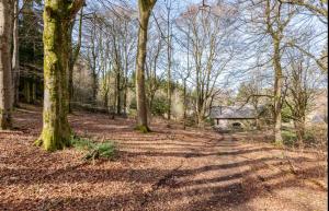 a path through a forest with trees and a building at Esk Yurt in Drummelzier