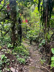 a dirt trail in a forest with plants and flowers at Tu Refugio en el Campo in San Francisco