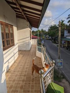 a dog and a cat standing on a porch at Stay in flying in Katunayaka