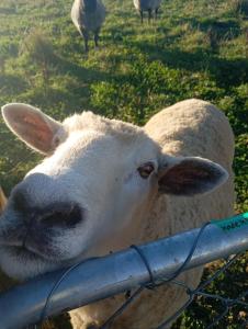 a sheep standing next to a fence in a field at Cosy Caravan in Takaka +1 photo