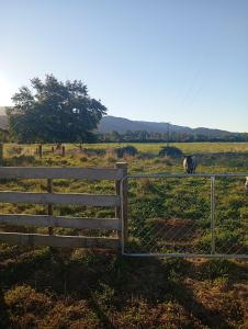 a fence with a sheep in a field at Cosy Caravan in Takaka