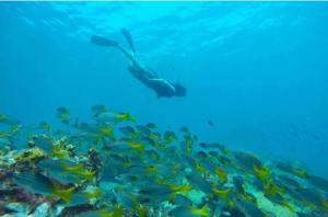a person swimming over a school of fish in the ocean at Studio Murdeira Side Beach, Eco Protected Bay, Pool 161B in Beirona