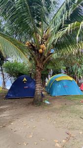 two tents under a palm tree on a beach at Tenda Premium Pantai Madasari in Bulakbenda