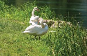three white ducks standing in the grass near the water at Beautiful Home In Otocac in Otočac