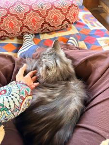 a person petting a cat laying on a bed at Flamingos Hostel Jaipur in Jaipur +54 photos