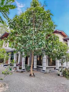 a tree in front of a white building at NRS Villa Midigama in Midigama East