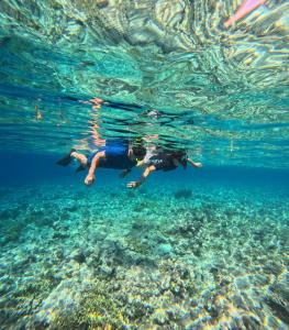 a man is swimming in the clear water at Menjangan Dive Lodge in Banyuwedang