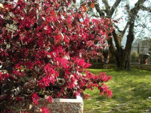 a tree with red flowers in a park at R&B Casa Wanda since 1999 in Riva del Garda