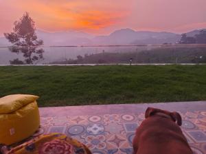 a dog laying on a patio looking out at a lake at Bison Trails Valley View Kothagiri Ooty Tamilnadu in Kotagiri