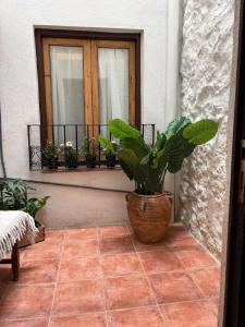 a plant in a pot on a porch with a window at Casa Rural La Font in Sant Mateu