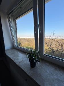 a window with a potted plant sitting on a window sill at Deichnest in Hollern-Twielenfleth
