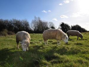 a group of sheep grazing in a grassy field at 2 Bed in Cirencester oc-cc094 in Ewen