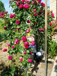 a bush of pink roses in a garden at Guest House Arancia145 in Ceriale