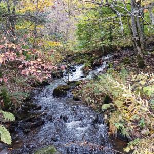 a stream in the middle of a forest with trees at Gîte les Bois - 45 m2 in Orcival