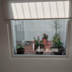 a window with a bunch of potted plants at La Ñata Apart in Junín