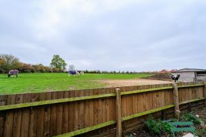 a group of cows grazing in a field behind a fence at 1 Bed in Raunds oc-s33685 in Raunds