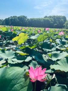 a field of lotus ponds with pink flowers and green leaves at Son Home Garden in Hue