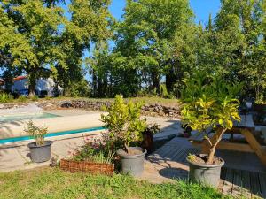 two potted trees in pots next to a swimming pool at Las Irondas in Moissac