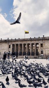 a large flock of birds in front of a building at Delgadillo Boutique Hotel by Socialtel in Bogotá +46 photos