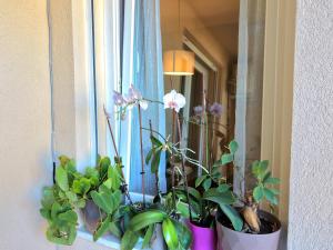 a window with a bunch of potted plants on it at Luce Apartment in Shkodër