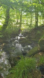 a stream in the woods with rocks and trees at 15 Kershaw Crescent in Luddenden Foot +4 photos