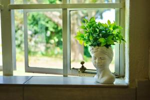 a plant in a vase sitting on a window sill at FIVE on Fraser in Howick