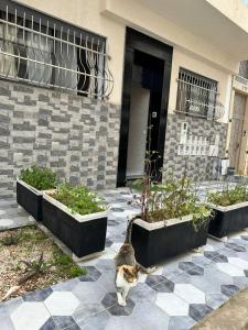 a cat standing in front of a house at Lux Appartement Dahomy Beach in Bouznika