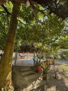 a tree with a hammock and potted plants at Aquitania in Rincón +8 photos