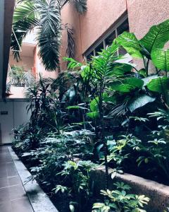 a garden of plants in front of a building at Hotel Mina in Mexico City