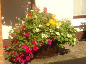 una maceta de flores sentada junto a una ventana en Orley House B&B, en Drogheda
