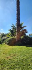 a palm tree sitting next to a grass field at Bed&Breakfast in Maipo