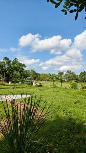a field of grass with a palm tree in the foreground at Arbor Road Estate in Pāmalparti
