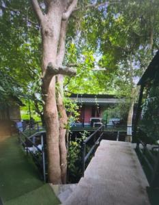 a wooden walkway next to a tree next to a house at 3 Star and the Sun in Ban Nua +16 photos