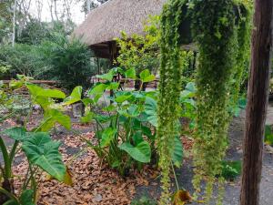 a vine hanging from a pole in a garden at koten Naj Cabanas in Xpujil