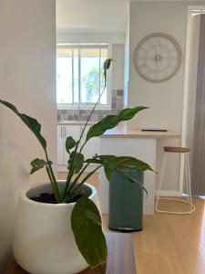 a plant in a white pot sitting on the floor in a kitchen at Melrose Place at Flynn's Beach in Port Macquarie