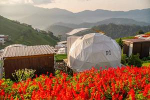 a group of tents in a field of flowers at Mon Mon Homestay in Mon Jam
