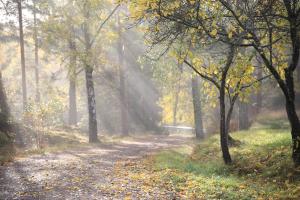 a path in a forest with leaves on the ground at Gjestehus 2 Solåsen in Vestby