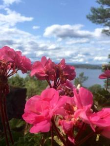 a group of pink flowers with the ocean in the background at Gjestehus 2 Solåsen in Vestby