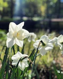 a group of white flowers in the grass at Gjestehus 2 Solåsen in Vestby +4 photos