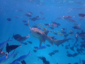 a group of fish swimming in the blue water at Alyraa Sunset Mathiveri - Free Picnic Island Trip Included in Mathiveri