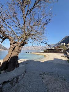 a tree sitting on a beach next to the water at Verica in Dobrota