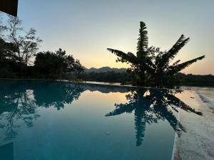 a palm tree sitting next to a swimming pool at Maisonson Resort in Dương Kê