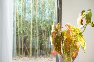 a plant in front of a window with trees at Casa Utopia in Santarcangelo di Romagna