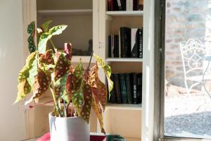 a plant in a pot on a table next to a book shelf at Casa Utopia in Santarcangelo di Romagna