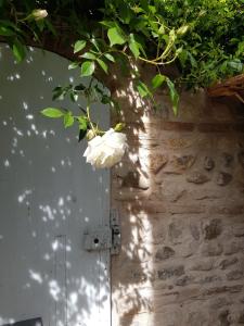 a white flower hanging from a tree next to a door at Casa Utopia in Santarcangelo di Romagna +19 photos