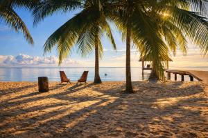 two chairs under palm trees on a beach at Muluk Grove Lodge in Placencia +35 photos