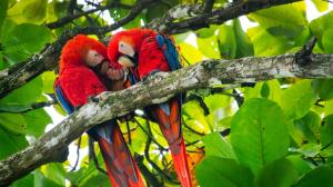 two colorful parrots sitting on a tree branch at Auralta Rio Celeste I Elohi Collection in Rio Celeste